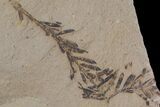 Dawn Redwood (Metasequoia) Fossil - Montana #153722-1
